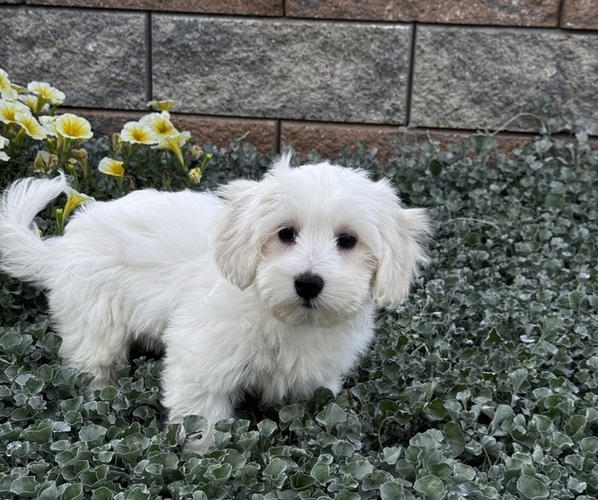 Medium Photo #6 Coton de Tulear Puppy For Sale in CANOGA, NY, USA