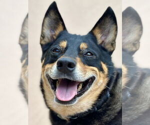 Mutt Dogs for adoption in West Cornwall, CT, USA