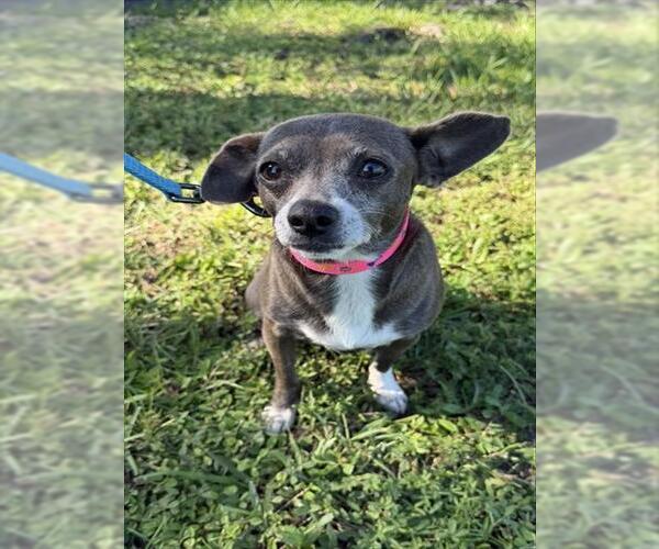 Medium Photo #1 Chihuahua-Unknown Mix Puppy For Sale in Naples, FL, USA
