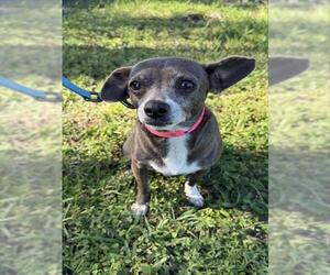 Chihuahua-Unknown Mix Dogs for adoption in Naples, FL, USA