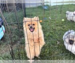 Puppy Puppy 3 Pomeranian