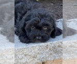 Small #2 Lhasa-Poo