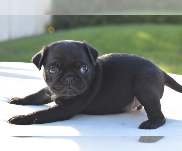 Medium Photo #1 Pug Puppy For Sale in PALM COAST, FL, USA