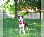 Small #5 Border Collie Mix
