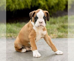 Boxer Puppy for sale in HONEY BROOK, PA, USA