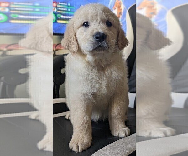 Medium Photo #2 Golden Retriever Puppy For Sale in MODESTO, CA, USA