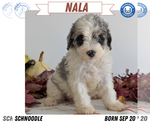 Small Photo #43 Schnoodle (Miniature) Puppy For Sale in GOSHEN, IN, USA