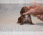 Small #7 Poodle (Toy)