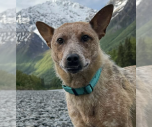 Mutt Dogs for adoption in Anchorage, AK, USA