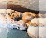 Small #4 American Pit Bull Terrier