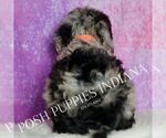 Small #6 Poodle (Miniature)