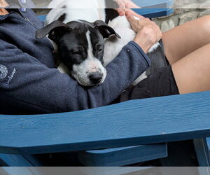 Teton ~ meet me! - Male Mutt Dog for Adoption - Photo #4