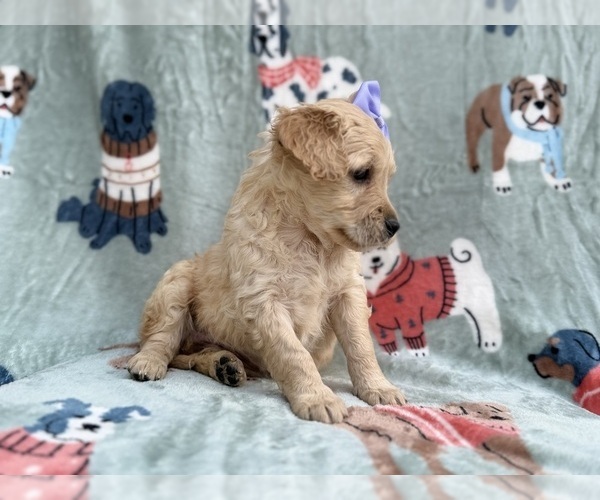 Medium Photo #6 Goldendoodle Puppy For Sale in LAKELAND, FL, USA