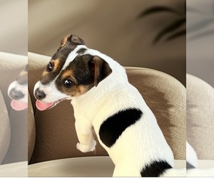 Jack Russell Terrier Puppy for sale in NASHVILLE, NC, USA