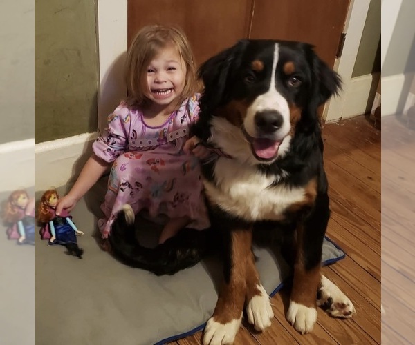 Medium Photo #1 Bernese Mountain Dog Puppy For Sale in HILLSBORO, OH, USA