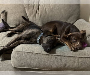 Della *LOCAL* - Female Labrador Retriever-Unknown Mix Dog for Adoption - Photo #19
