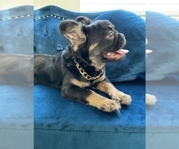 Medium Photo #4 French Bulldog Puppy For Sale in CALABASAS, CA, USA