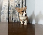Small #32 Pembroke Welsh Corgi