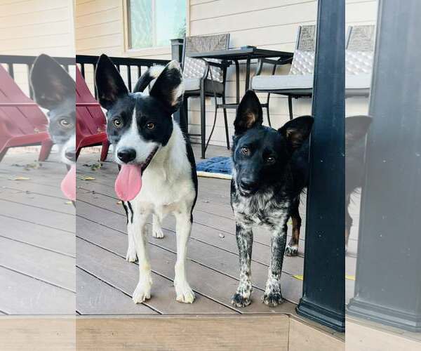 Medium Photo #4 Mutt Puppy For Sale in Belleuve, NE, USA