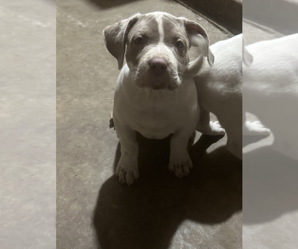 Medium Photo #3 American Bully Puppy For Sale in CHICO, CA, USA