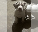 Small Photo #3 American Bully Puppy For Sale in CHICO, CA, USA