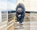Small Photo #4 Aussiedoodle Miniature  Puppy For Sale in BOAZ, KY, USA