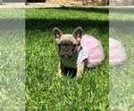 Small Photo #5 French Bulldog Puppy For Sale in WHITTIER, CA, USA