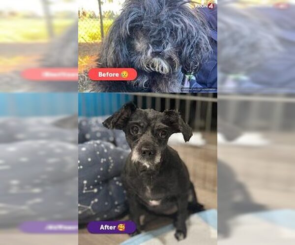 Medium Photo #1 Shih Tzu-Unknown Mix Puppy For Sale in Fremont, CA, USA