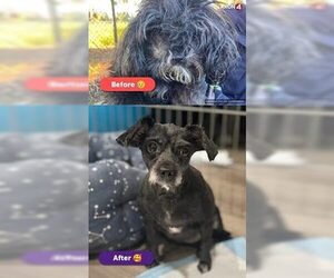 Shih Tzu-Unknown Mix Dogs for adoption in Fremont, CA, USA