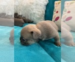 Small #10 French Bulldog