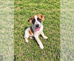 Phoenix - Male Australian Shepherd Dog for Adoption - Photo #2