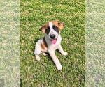 Small Photo #2 Australian Shepherd Puppy For Sale in Dallas, TX, USA