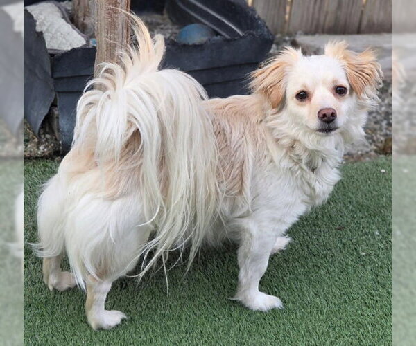 Medium Photo #6 Dameranian Puppy For Sale in Chino Hills, CA, USA