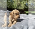 Small Photo #6 Golden Retriever Puppy For Sale in BUTNER, NC, USA