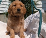 Small #7 Golden Retriever