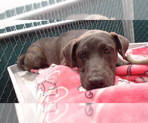 Mutt Dogs for adoption in Downey, CA, USA