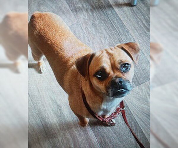 Medium Photo #5 Puggle Puppy For Sale in San Diego, CA, USA