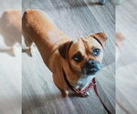 Small #4 Puggle
