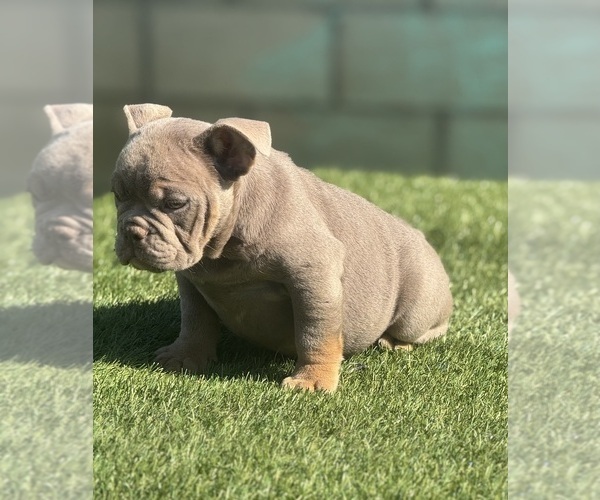 Medium Photo #3 English Bulldog Puppy For Sale in LANCASTER, CA, USA
