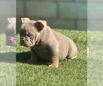 Small #2 English Bulldog