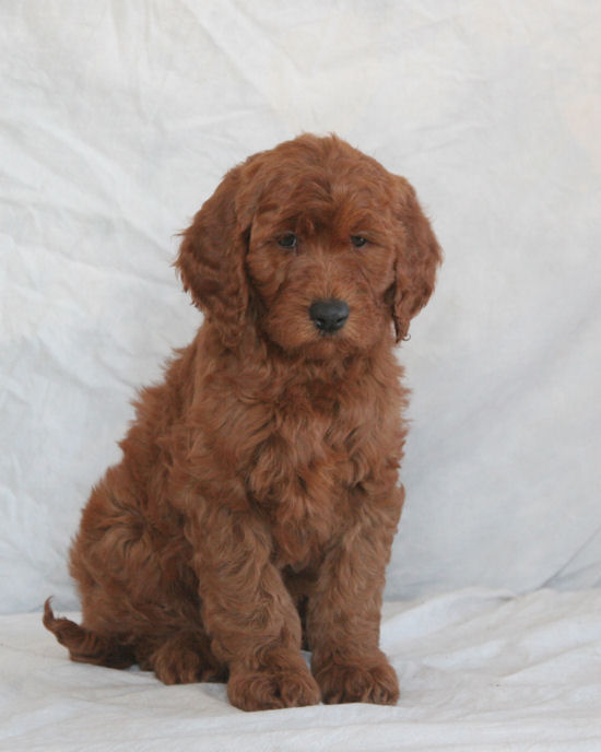 Medium Photo #8 Goldendoodle Puppy For Sale in WOLCOTT, IN, USA