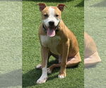 Small #2 American Pit Bull Terrier Mix