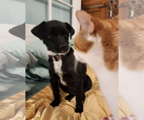 Medium Photo #3 Mutt Puppy For Sale in San Bernardino , CA, USA