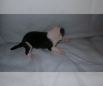 Small Photo #5 Border Collie Puppy For Sale in AIKEN, SC, USA