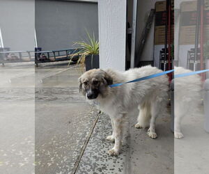 Great Pyrenees-Pomeranian Mix Dogs for adoption in MIDWAY, UT, USA