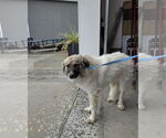 Small Great Pyrenees-Pomeranian Mix