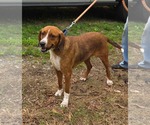 Small #3 Retriever  Mix