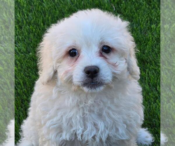 Medium Photo #2 Maltipoo (Miniature) Puppy For Sale in San Diego, CA, USA