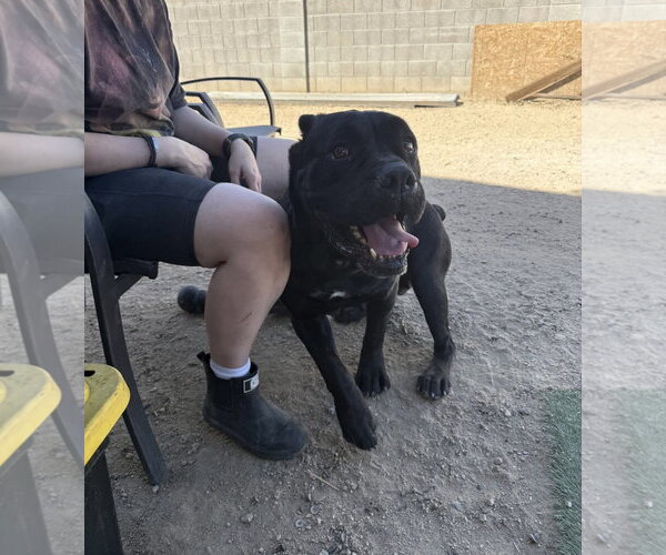 Medium Photo #7 Mutt Puppy For Sale in Goodyear, AZ, USA