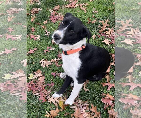 Medium Photo #1 Collie-Unknown Mix Puppy For Sale in Mount Laurel, NJ, USA
